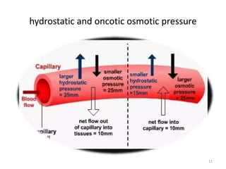 hydrostatic and oncotic osmotic pressure
11
 