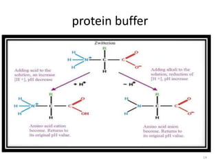 protein buffer
14
 