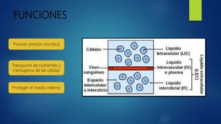 FUNCIONES
Proveer presión oncótica
Transporte de nutrientes y
mensajeros de las células
Proteger el medio interno
 