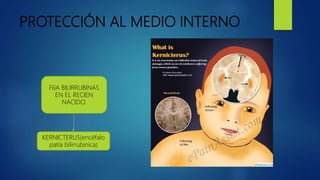 PROTECCIÓN AL MEDIO INTERNO
FIJA BILIRRUBINAS
EN EL RECIEN
NACIDO.
KERNICTERUS(encéfalo
patía bilirrubinica)
 