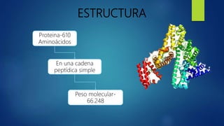 ESTRUCTURA
Proteina-610
Aminoácidos
En una cadena
peptídica simple
Peso molecular-
66.248
 