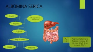 ALBÚMINA SERICA
Representa la mayor
fracción proteica del
plasma: 42g/L de un
total de 70g/L.
síntesis
hígado
12 g/día
degradación
hígado intestino
Otras proteínas
plasmáticas
 