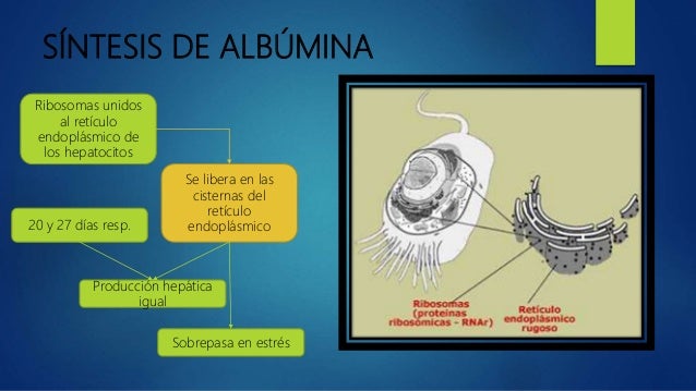 Albumina