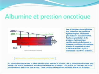 Albumine et pression oncotique
http://ressources.unisciel.fr/physiologie/co/grain3d_1.html
Les échanges trans-capillaires
font intervenir les pressions
hydrostatiques, oncotiques
plasmatiques et interstitielles.
Toute augmentation de la
pression hydrostatique
capillaire et toute baisse de la
pression oncotique plasmatique
tendent à augmenter le débit
d’ultrafiltrat vers l’espace
interstitiel, créant des œdèmes.
La pression oncotique étant la même dans les pôles artériels et veineux, c’est la pression trans-murale, plus
élevée côté artériel que veineux, qui détermine le sens des échanges: côté artériel, du sang vers les tissus,
et côté veineux, des tissus vers le sang. Toute variation de la pression oncotique affecte ces échanges
 