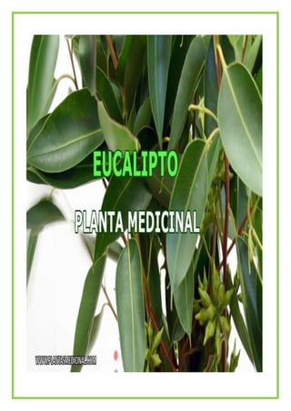 Album plantas medicinales_daleska