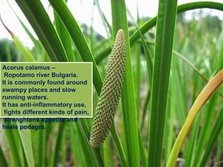 Acorus calamus –
Ropotamo river Bulgaria.
It is commonly found around
swampy places and slow
running waters.
It has anti-inflammatory use,
fights different kinds of pain,
strenghtens appetite and
heals podagra.
 