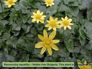 Ranunculus aquatilis – Veleka river Bulgaria. This plant is a Bulgarian en
 