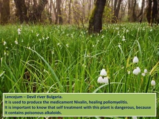 Lencojum – Devil river Bulgaria.
It is used to produce the medicament Nivalin, healing poliomyelitis.
It is important to know that self treatment with this plant is dangerous, because
it contains poisonous alkaloids.
 