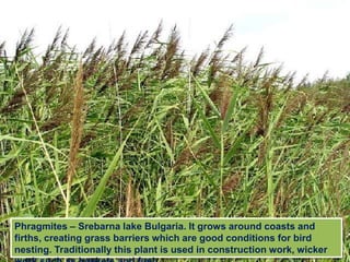 Phragmites – Srebarna lake Bulgaria. It grows around coasts and
firths, creating grass barriers which are good conditions for bird
nesting. Traditionally this plant is used in construction work, wicker
 