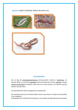 Ejemplo: Lombriz intestinal, lombriz de tierra, etc.
Equinodermos
Son un filo de animalesdeuteróstomos exclusivamente marinos y bentónicos. Su
nombre alude a su exclusivo esqueleto interno formado por ósculos calcáreos. Poseen
simetría pentarradial secundaria, caso único en el reino animal, y un sistema vascular
acuífero característico.
Los equinodermos tienen las siguientes características:
Son animales marinos con simetría radial, como la que tienen la rueda de una bicicleta
o una margarita.
Se desplazan por el fondo del mar gracias a una especie de pequeños pies que poseen
 