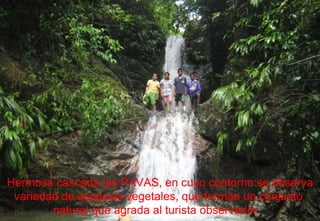Hermosa cascada las PAVAS, en cuyo contorno se observa variedad de especies vegetales, que forman un conjunto  natural que agrada al turista observador.  