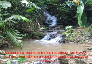 Cascada al costado derecho de la quebrada las PAVAS. Nos da la impresión de un sendero natural que agrada al turista.  