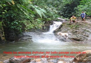 Hasta los animales disfrutan del bello paisaje ubicado en nuestro municipio  en la vereda el Recreo. 