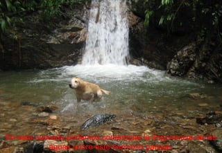 En esta cascada podemos contemplar la imponencia de las aguas sobre este hermoso paisaje. 