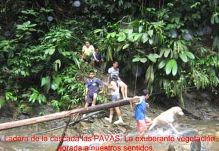 Ladera de la cascada las PAVAS. La exuberante vegetación agrada a nuestros sentidos.  