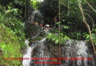 En esta cascada observamos variedad de vegetación que adorna el paisaje. 