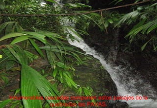 Innumerables cascadas componen estos paisajes de la quebradas las PAVAS. 