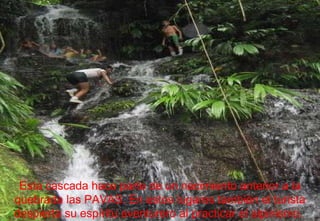 Esta cascada hace parte de un nacimiento anterior a la quebrada las PAVAS. En estos lugares también el turista despierta su espíritu aventurero al practicar el alpinismo.  