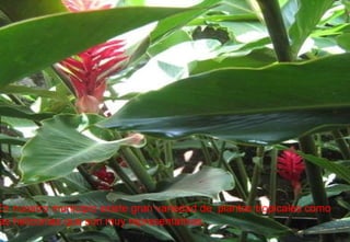 En nuestro municipio existe gran variedad de  plantas tropicales como las heliconias que son muy representativas. 
