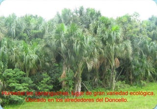 Humedal las cananguchas, lugar de gran variedad ecológica. Ubicado en los alrededores del Doncello.  
