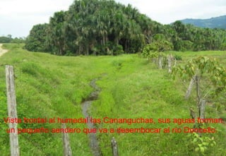 Vista frontal al humedal las Cananguchas, sus aguas forman un pequeño sendero que va a desembocar al río Doncello.  