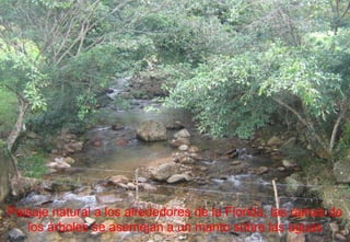 Paisaje natural a los alrededores de la Florida, las ramas de los árboles se asemejan a un manto sobre las aguas 