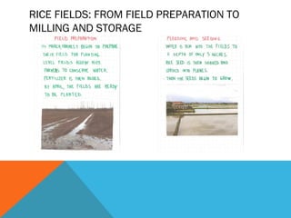 RICE FIELDS: FROM FIELD PREPARATION TO
MILLING AND STORAGE
 