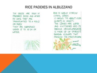RICE PADDIES IN ALBUZZANO
 