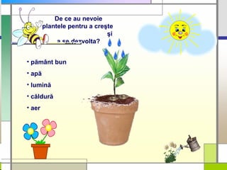 De ce au nevoie
plantele pentru a creşte
şi
a se dezvolta?
• pământ bun
• apă
• lumină
• căldură
• aer
 