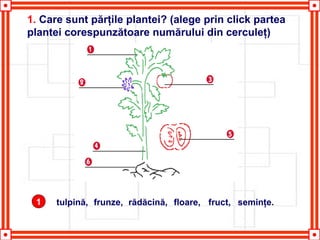 1. Care sunt părţile plantei? (alege prin click partea
plantei corespunzătoare numărului din cerculeţ)
1 tulpină, frunze, rădăcină, floare, fruct, seminţe.
 