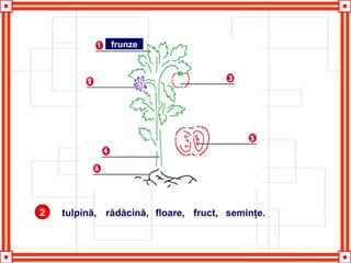2 tulpină, rădăcină, floare, fruct, seminţe.
frunze
 