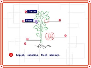 3 tulpină, rădăcină, fruct, seminţe.
frunze
floare
 