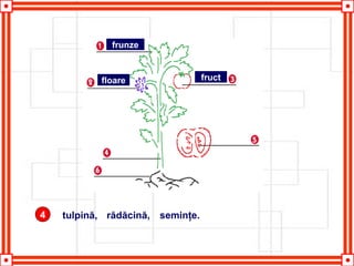 4 tulpină, rădăcină, seminţe.
frunze
floare fruct
 