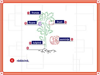 6 rădăcină,
frunze
floare fruct
tulpină
seminţe
 
