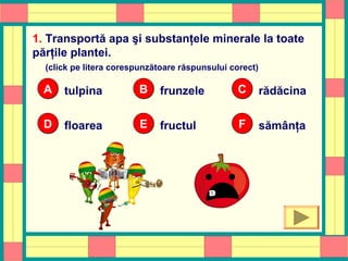 1. Transportă apa şi substanţele minerale la toate
părţile plantei.
(click pe litera corespunzătoare răspunsului corect)
tulpinaAA frunzeleBB rădăcinaCC
floareaDD fructulEE sămânţaFF
OOPS!
 