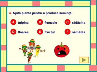 4. Ajută planta pentru a produce seminţe.
tulpinaAA frunzeleBB rădăcinaCC
floareaDD fructulEE sămânţaFF
OOPS!
 