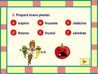 5. Prepară hrana plantei.
tulpinaAA frunzeleBB rădăcinaCC
floareaDD fructulEE sămânţaFF
OOPS!
 