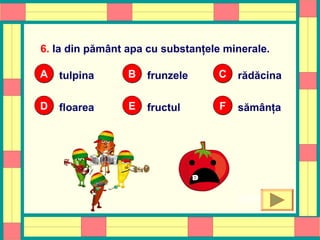 6. Ia din pământ apa cu substanţele minerale.
OOPS!
tulpinaAA frunzeleBB rădăcinaCC
floareaDD fructulEE sămânţaFF
OOPS!
 