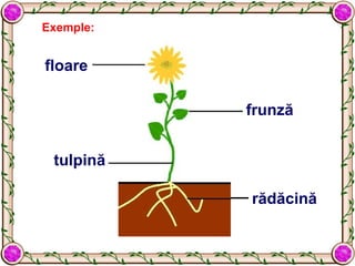 frunză
rădăcină
tulpină
floare
Exemple:
 