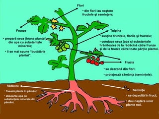 Tulpina
• susţine frunzele, florile şi fructele;
• conduce seva (apa şi substanţele
hrănitoare) de la rădăcină către frunze
şi de la frunze către toate părţile plantei.
Rădăcina
• fixează planta în pământ;
• absoarbe apa cu
substanţele minerale din
pământ.
Frunze
• prepară seva (hrana plantei),
din apa cu substanţele
minerale;
• li se mai spune “bucătăria
plantei”.
Flori
• din flori iau naştere
fructele şi seminţele;
Fructe
• se dezvoltă din flori;
• protejează sămânţa (seminţele).
Seminţe
• se dezvoltă în fruct;
• dau naştere unor
plante noi.
 