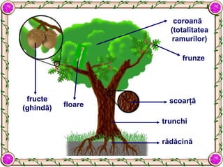 rădăcină
trunchi
scoarţă
coroană
(totalitatea
ramurilor)
frunze
fructe
(ghindă) floare
 