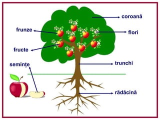 rădăcină
trunchi
coroană
frunze
flori
fructe
seminţe
 