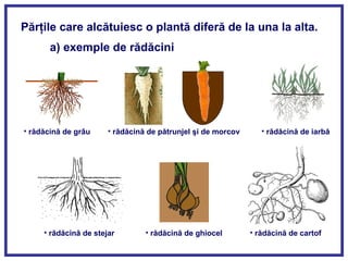 Părţile care alcătuiesc o plantă diferă de la una la alta.
a) exemple de rădăcini
• rădăcină de grâu • rădăcină de pătrunjel şi de morcov • rădăcină de iarbă
• rădăcină de stejar • rădăcină de ghiocel • rădăcină de cartof
 