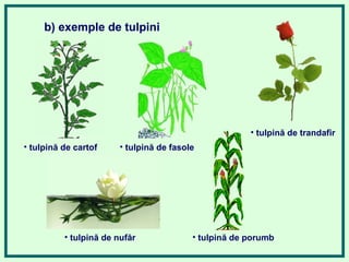 b) exemple de tulpini
• tulpină de cartof • tulpină de fasole
• tulpină de nufăr • tulpină de porumb
• tulpină de trandafir
 
