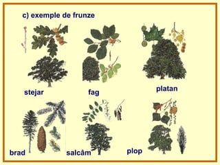 c) exemple de frunze
stejar fag
platan
brad salcâm plop
 