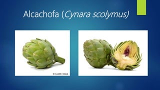 Alcachofa (Cynara scolymus)
 