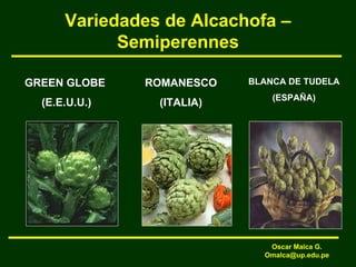 Variedades de Alcachofa –
Semiperennes
GREEN GLOBE
(E.E.U.U.)
ROMANESCO
(ITALIA)
BLANCA DE TUDELA
(ESPAÑA)
Oscar Malca G.
Omalca@up.edu.pe
 