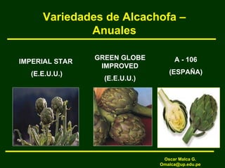 Variedades de Alcachofa –
Anuales
GREEN GLOBE
IMPROVED
(E.E.U.U.)
A - 106
(ESPAÑA)
IMPERIAL STAR
(E.E.U.U.)
Oscar Malca G.
Omalca@up.edu.pe
 