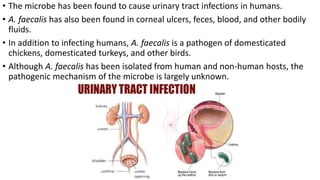 • The microbe has been found to cause urinary tract infections in humans.
• A. faecalis has also been found in corneal ulcers, feces, blood, and other bodily
fluids.
• In addition to infecting humans, A. faecalis is a pathogen of domesticated
chickens, domesticated turkeys, and other birds.
• Although A. faecalis has been isolated from human and non-human hosts, the
pathogenic mechanism of the microbe is largely unknown.
 
