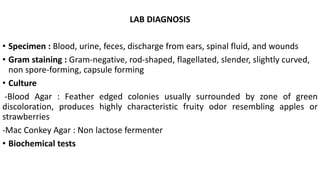 LAB DIAGNOSIS
• Specimen : Blood, urine, feces, discharge from ears, spinal fluid, and wounds
• Gram staining : Gram-negative, rod-shaped, flagellated, slender, slightly curved,
non spore-forming, capsule forming
• Culture
-Blood Agar : Feather edged colonies usually surrounded by zone of green
discoloration, produces highly characteristic fruity odor resembling apples or
strawberries
-Mac Conkey Agar : Non lactose fermenter
• Biochemical tests
 